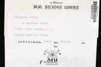 Polyporus varius image