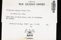 Polyporus varius image