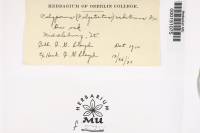 Trametes pubescens image