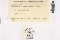 Ganoderma lobatum image