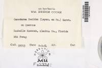 Ganoderma lucidum image