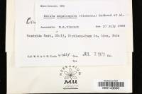 Hymenopellis megalospora image