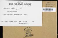 Thumbnail image of current specimen