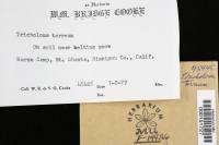 Tricholoma terreum image