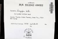 Xylaria longipes image