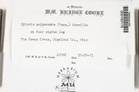 Xylaria polymorpha image