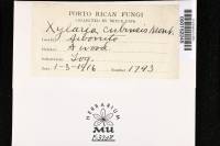 Xylaria cubensis image