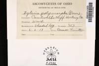 Xylaria polymorpha image