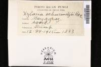 Xylaria schweinitzii image