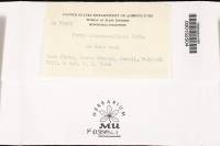 Poria carneopallens image