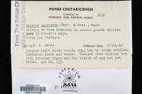 Cymatoderma caperatum image