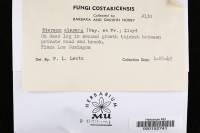 Podoscypha elegans image