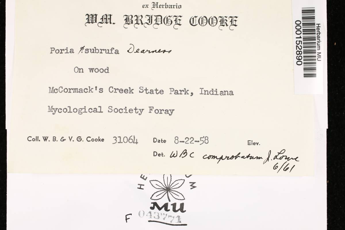 Pouzaroporia subrufa image