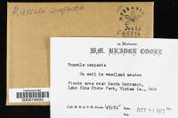 Russula compacta image