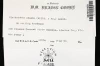 Bjerkandera adusta image