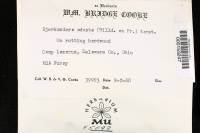 Bjerkandera adusta image