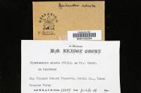 Bjerkandera adusta image