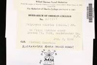 Bjerkandera adusta image