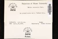 Octospora convexula image