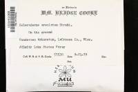 Scleroderma areolatum image