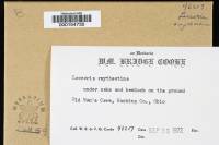 Laccaria amethystina image