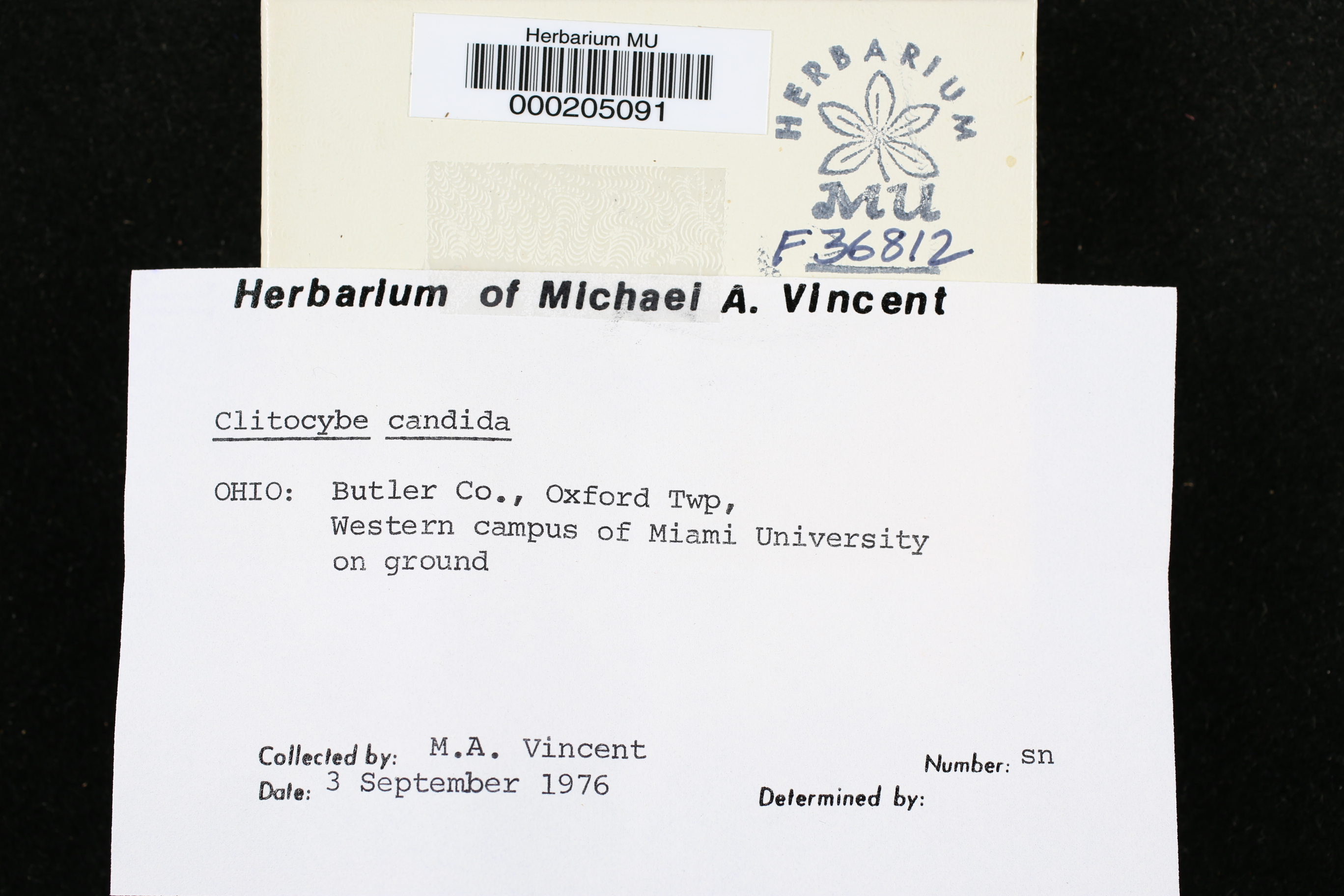 Clitocybe candida image