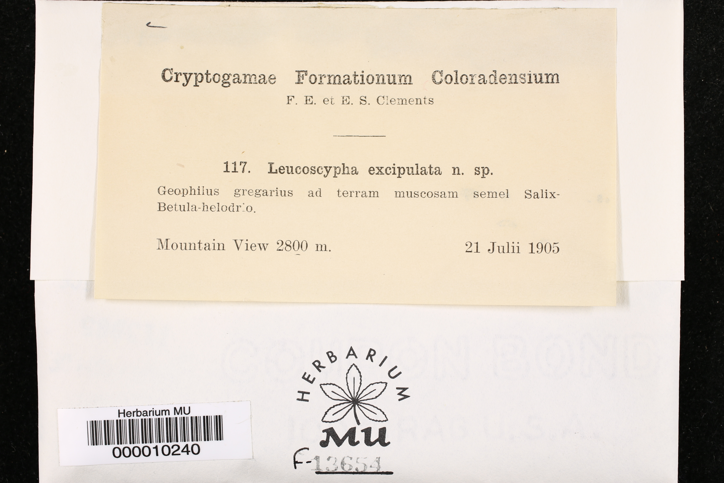 Leucoscypha