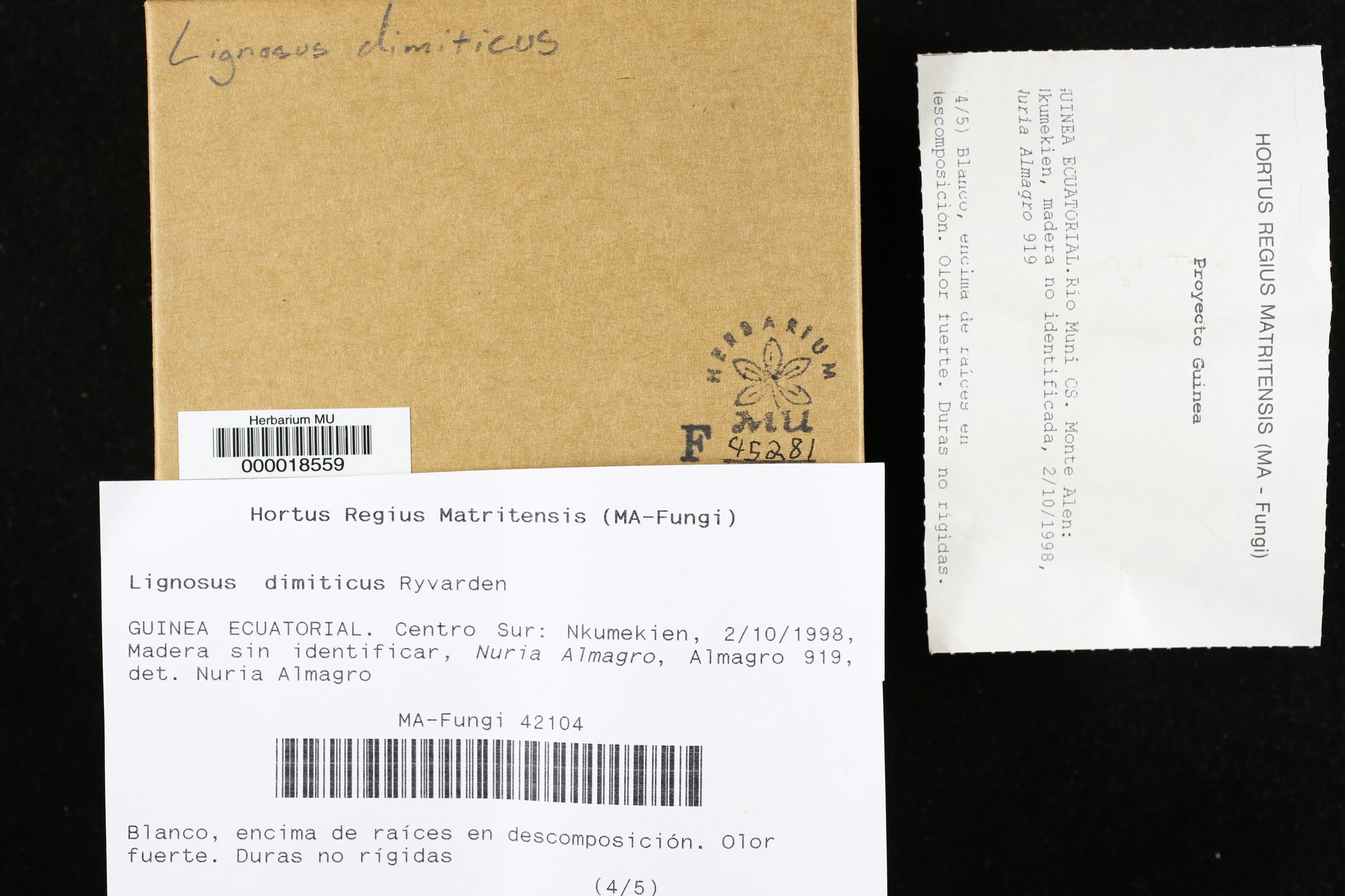 Lignosus dimiticus image