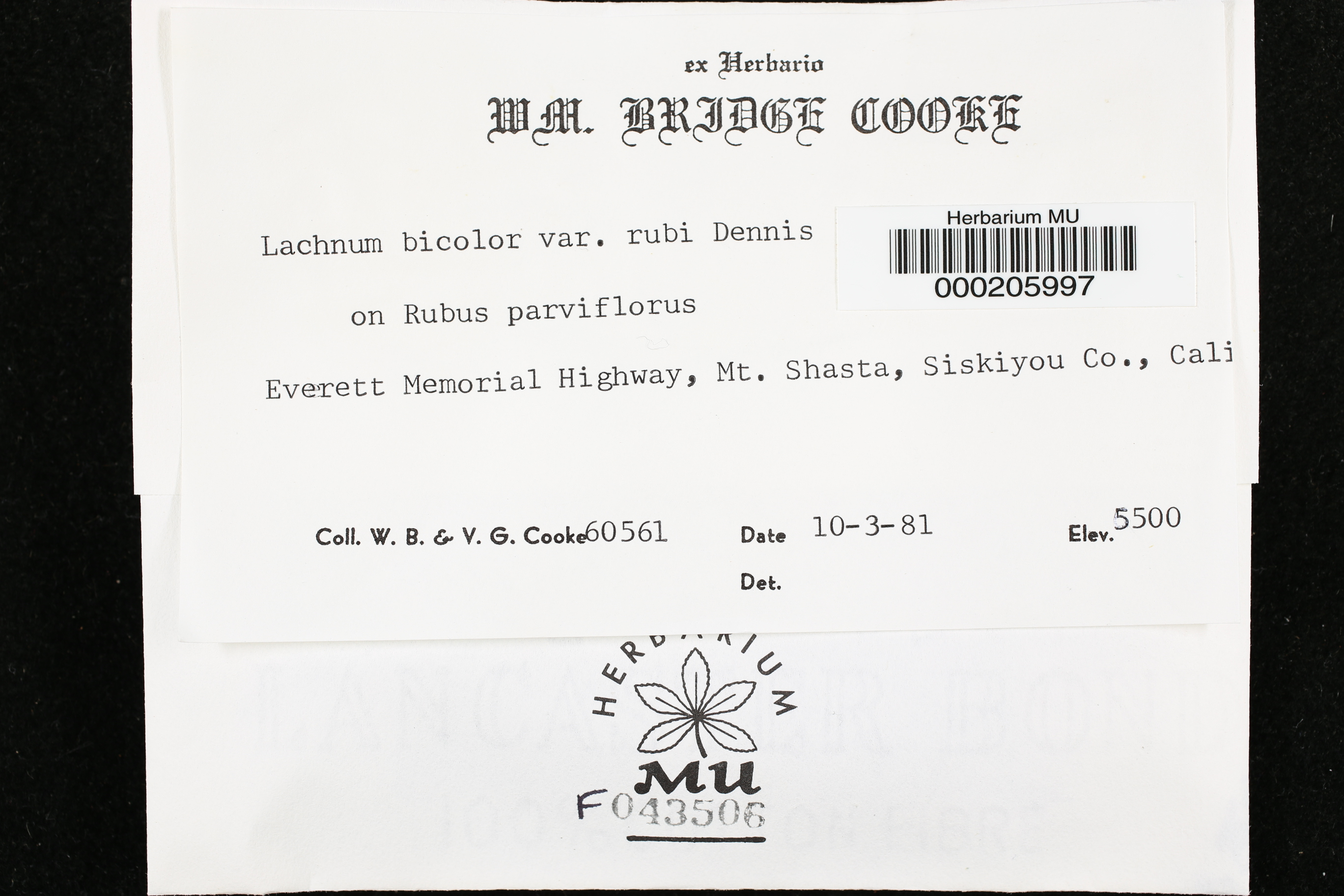 Capitotricha rubi image