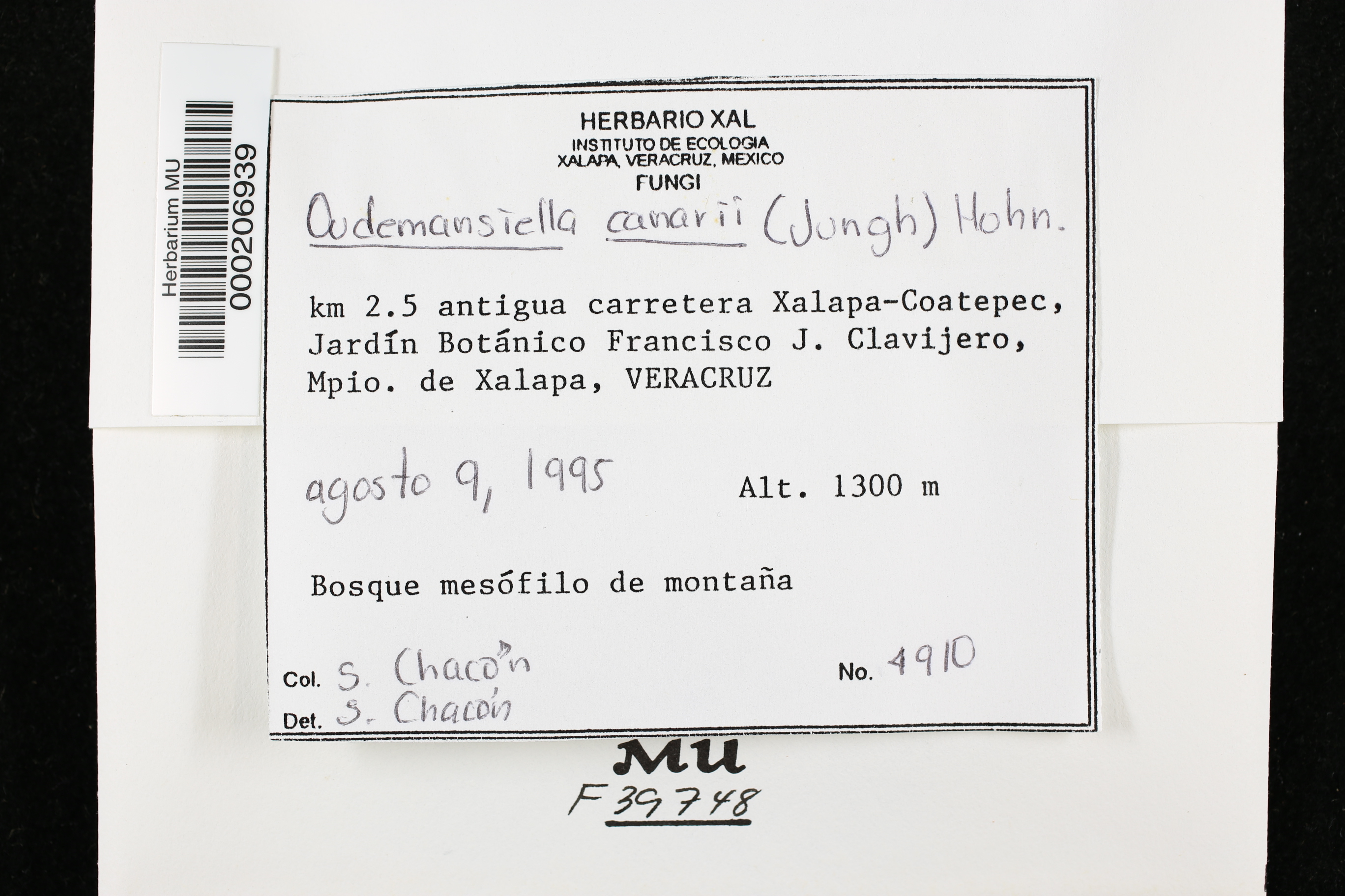 Oudemansiella canarii thumbnail