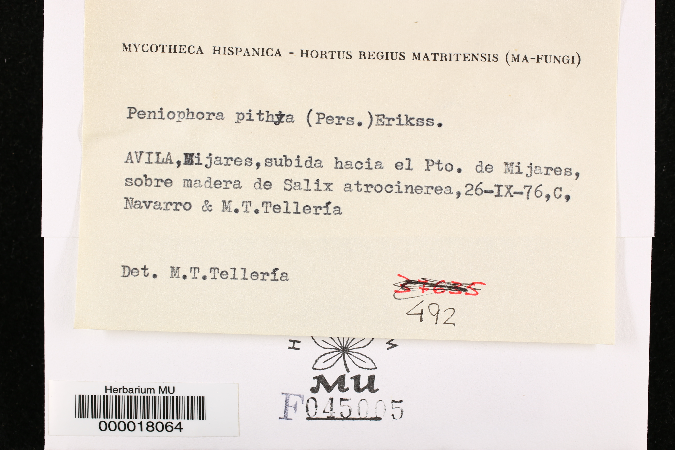 Peniophora pithya