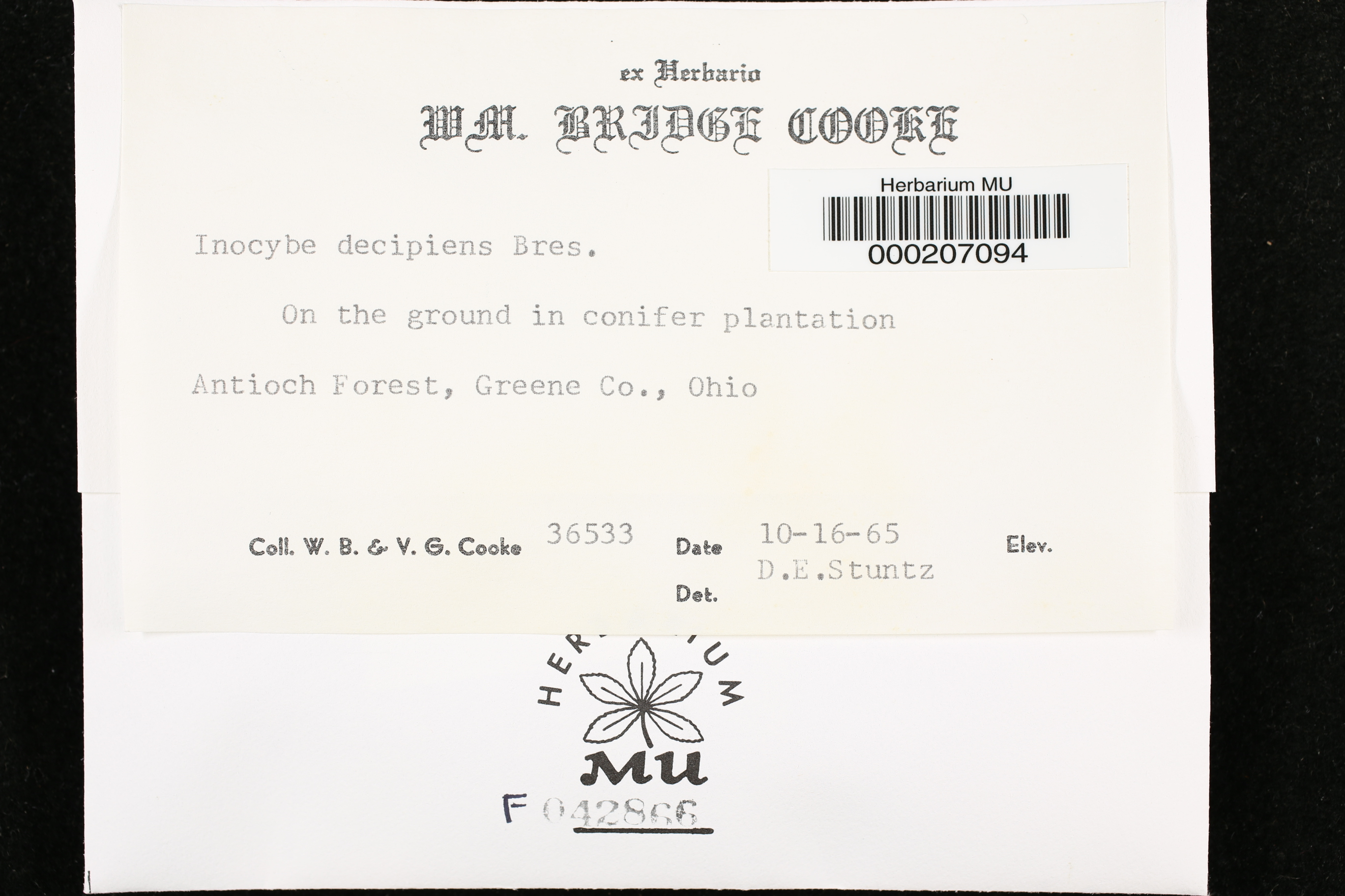 Inocybe decipiens