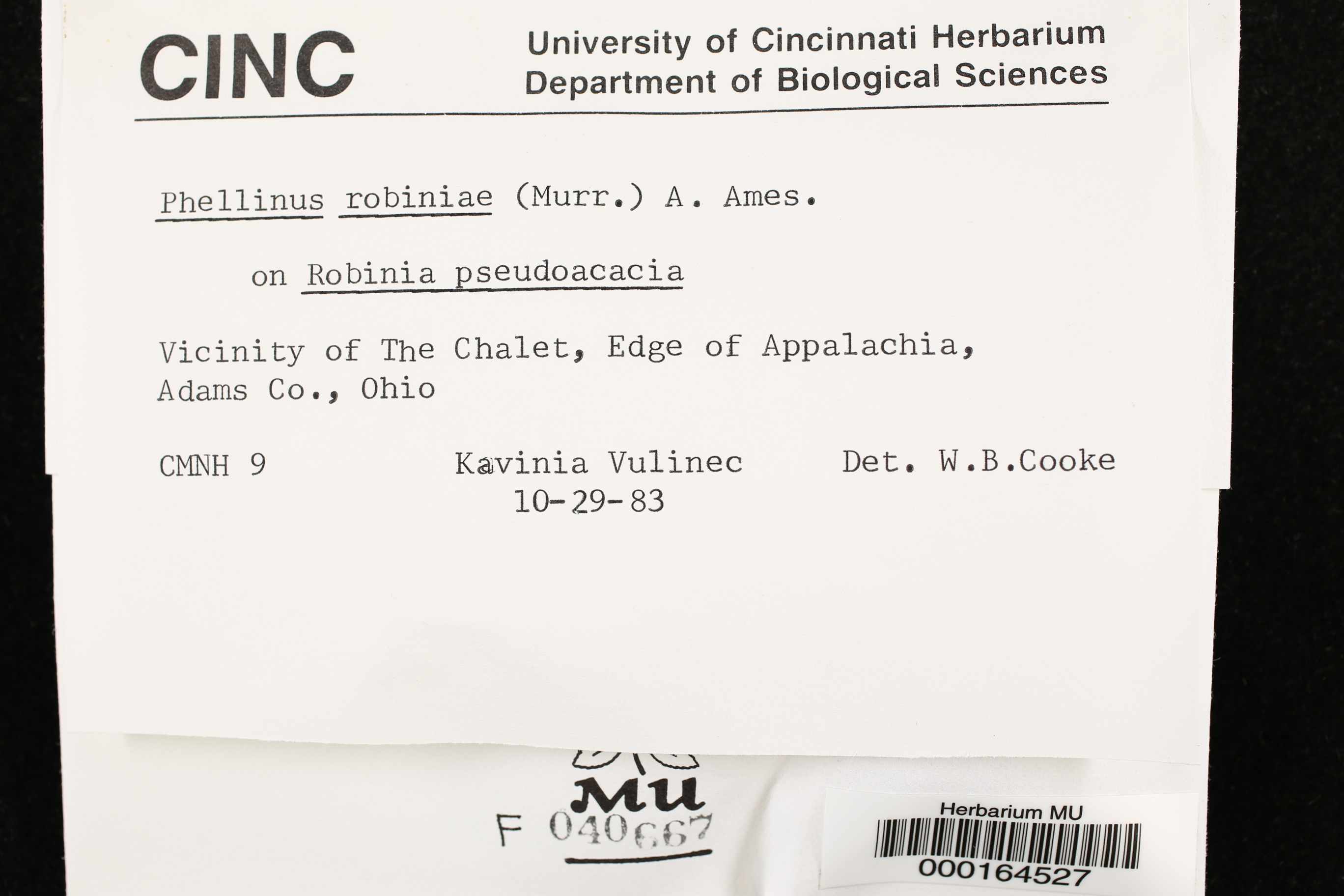 Phellinus robiniae