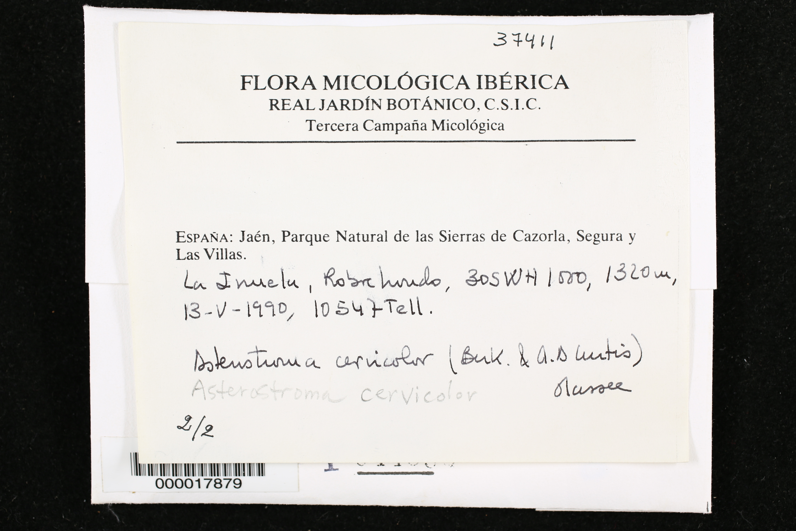 Asterostroma cervicolor