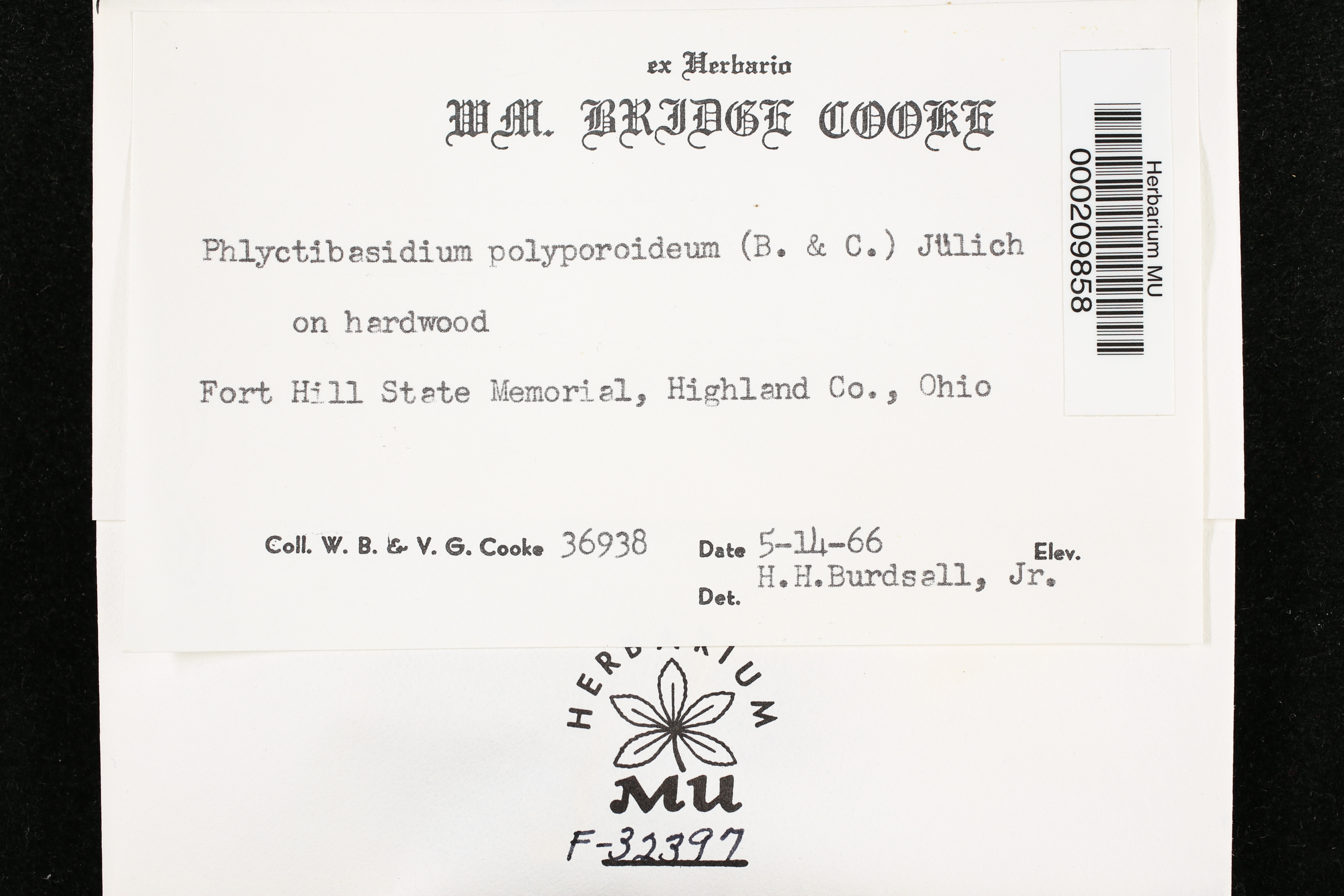 Phlyctibasidium polyporoideum image