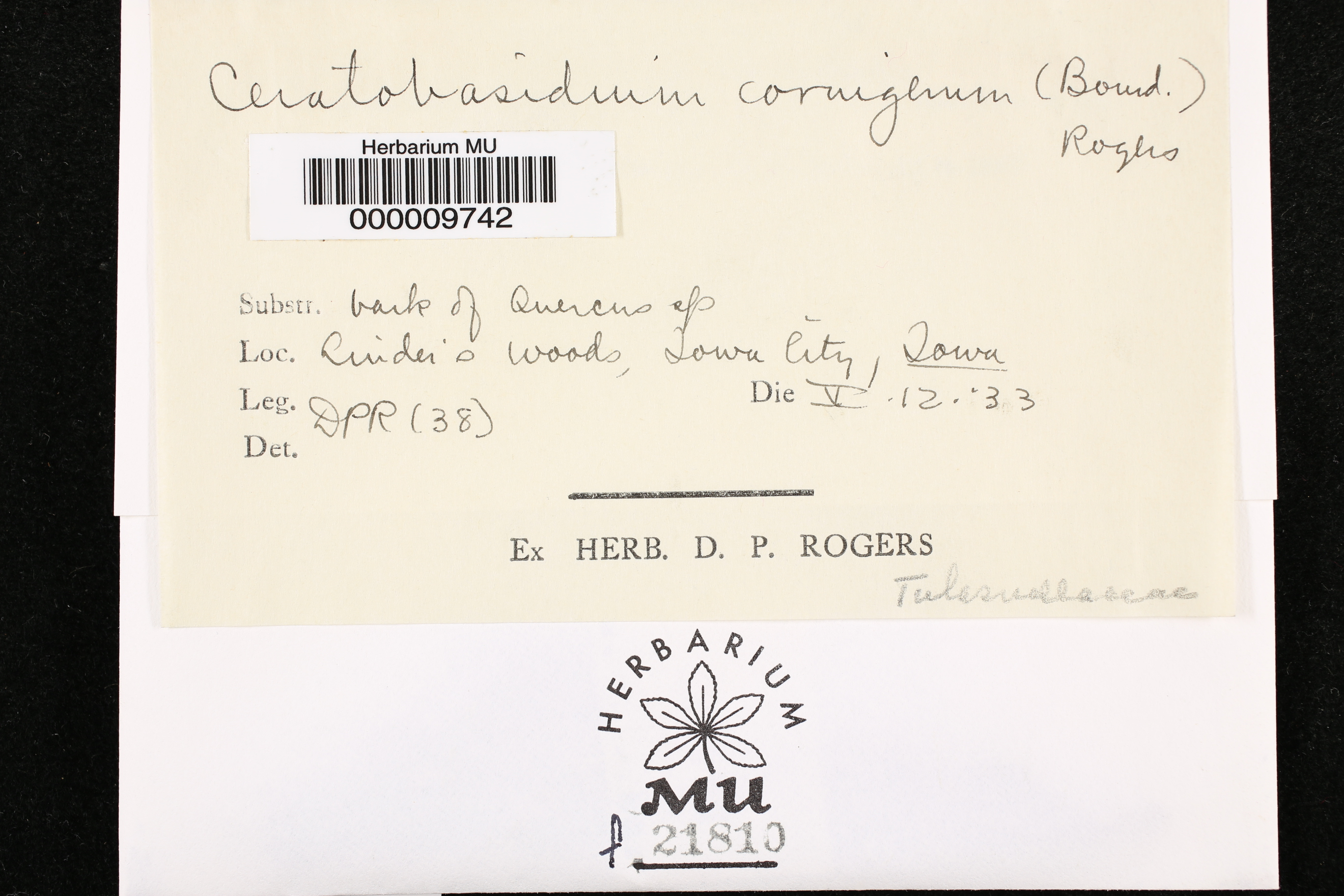 Ceratobasidium cornigerum thumbnail