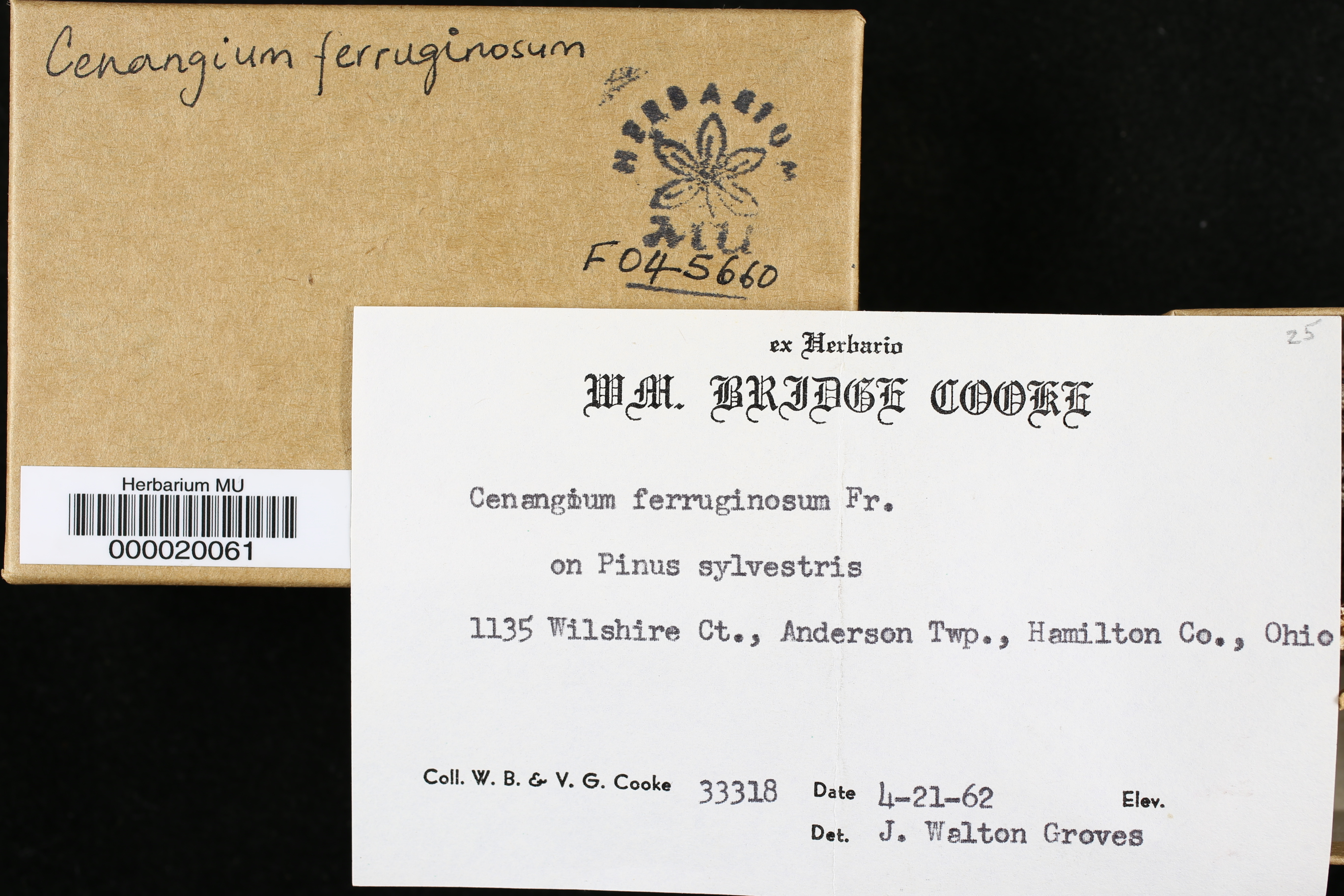 Cenangium ferruginosum thumbnail