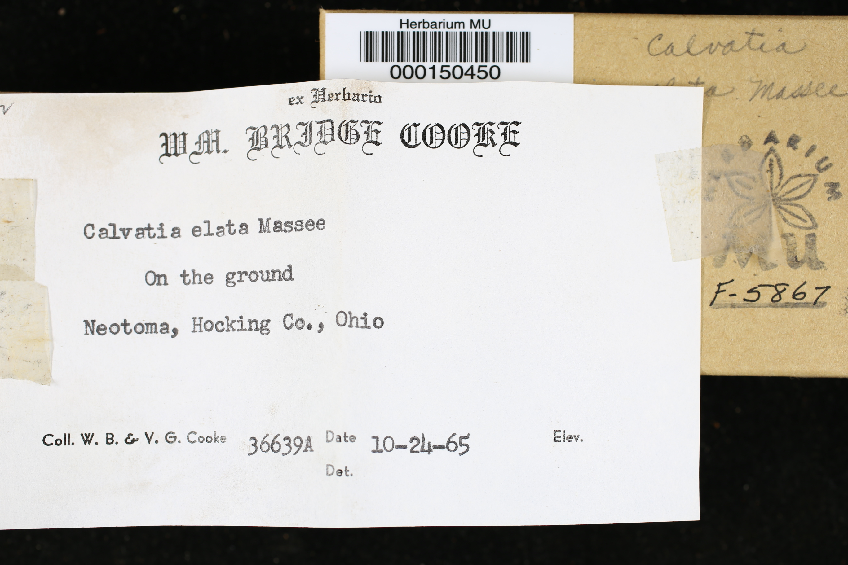 Calvatia elata image