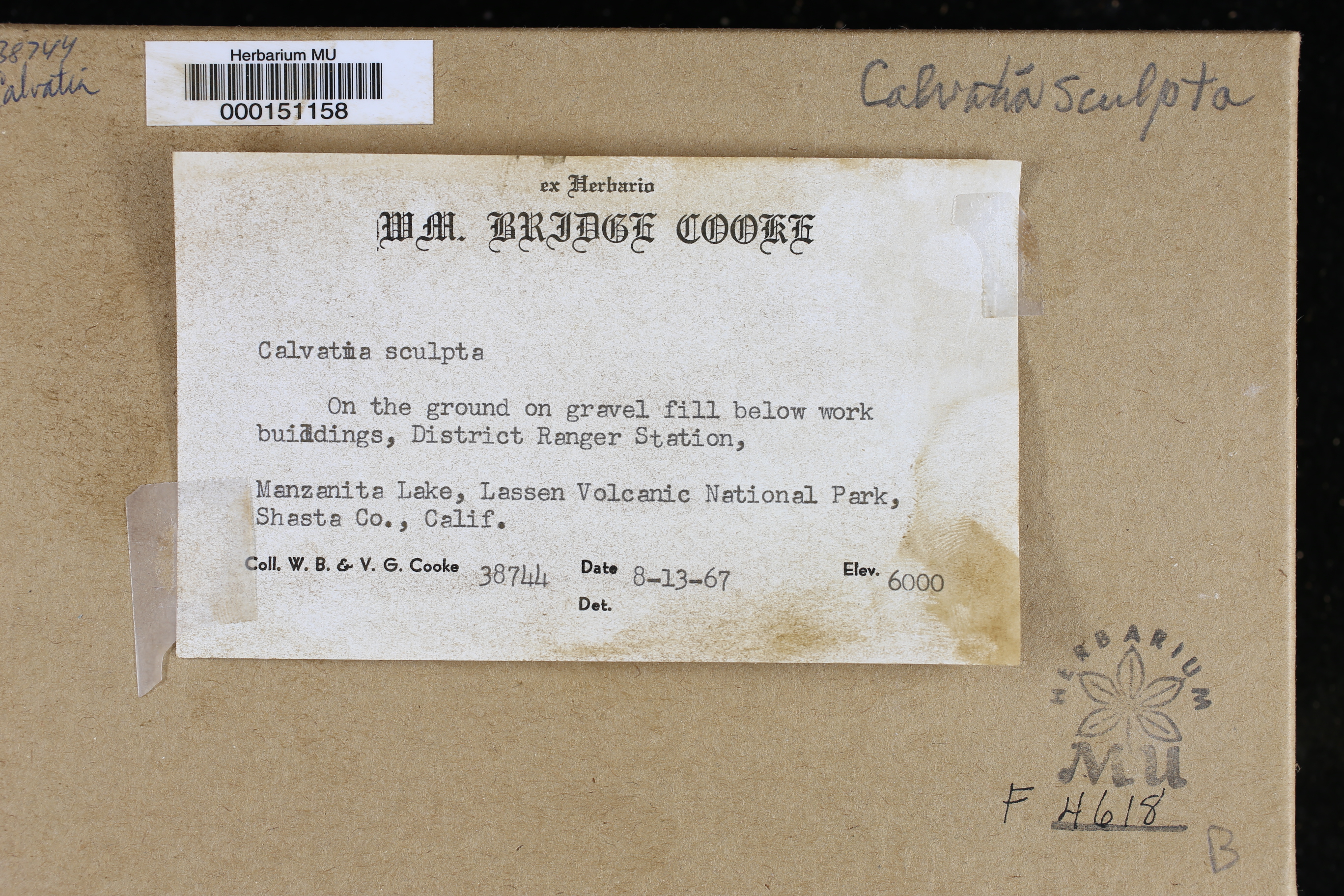 Calvatia sculpta thumbnail