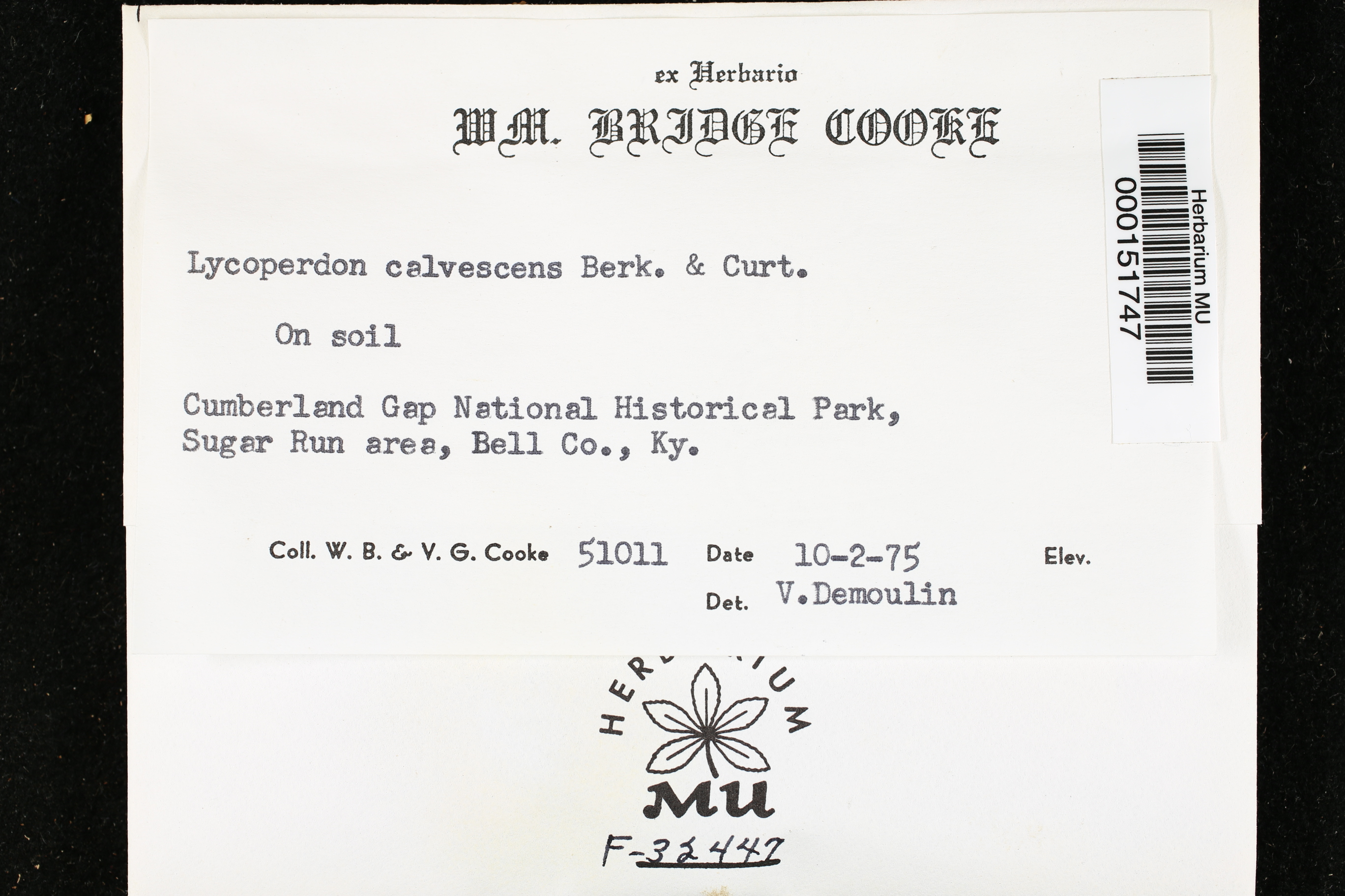 Lycoperdon calvescens image