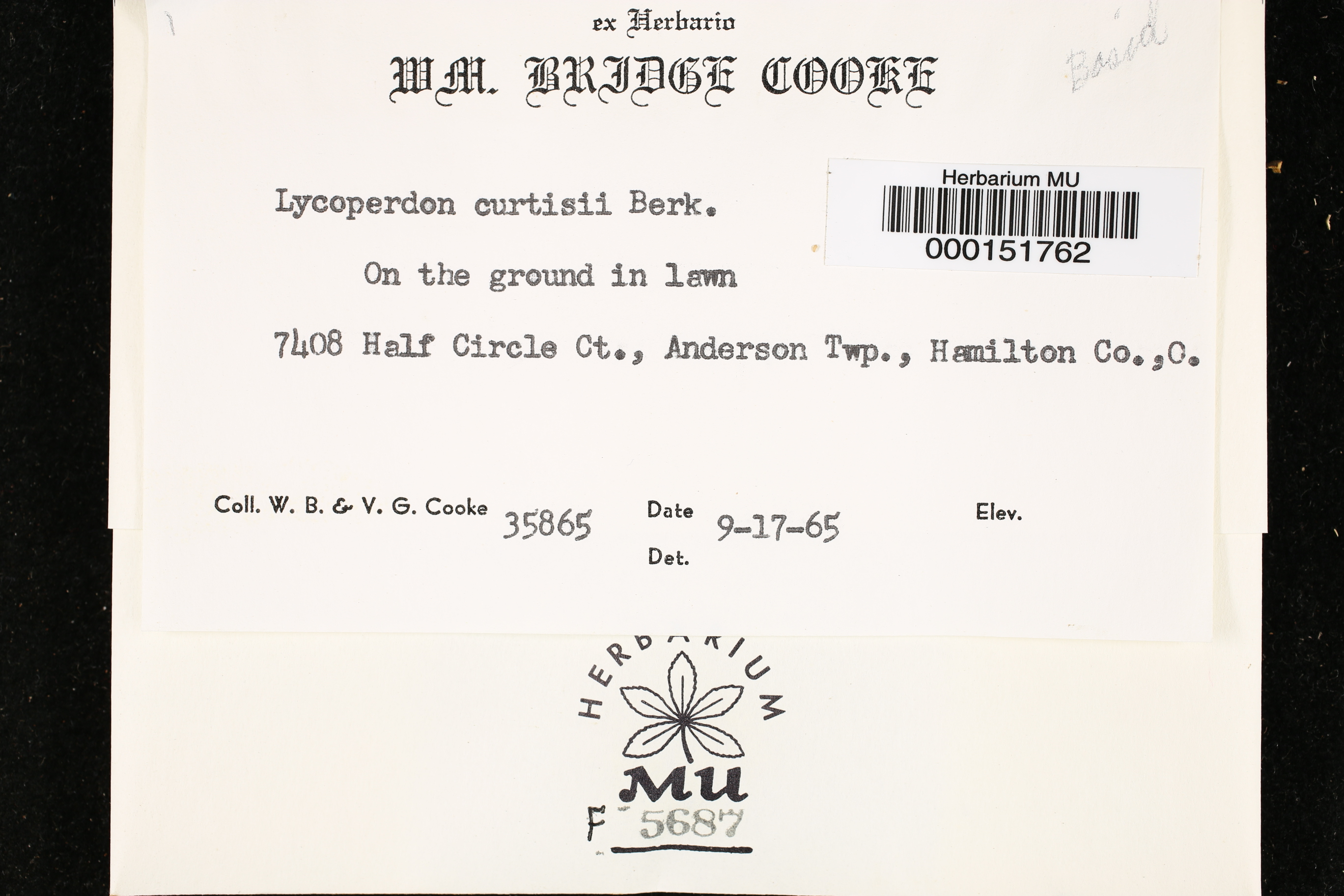 Lycoperdon curtisii thumbnail