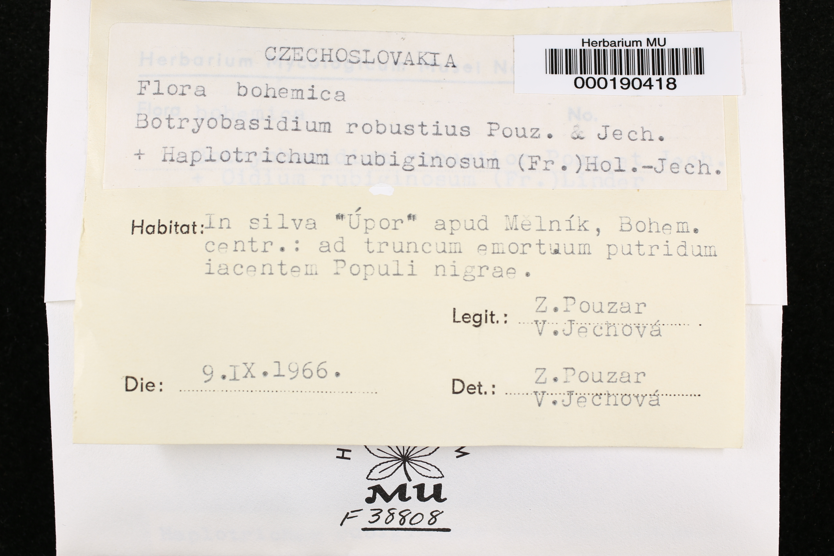 Botryobasidium robustius