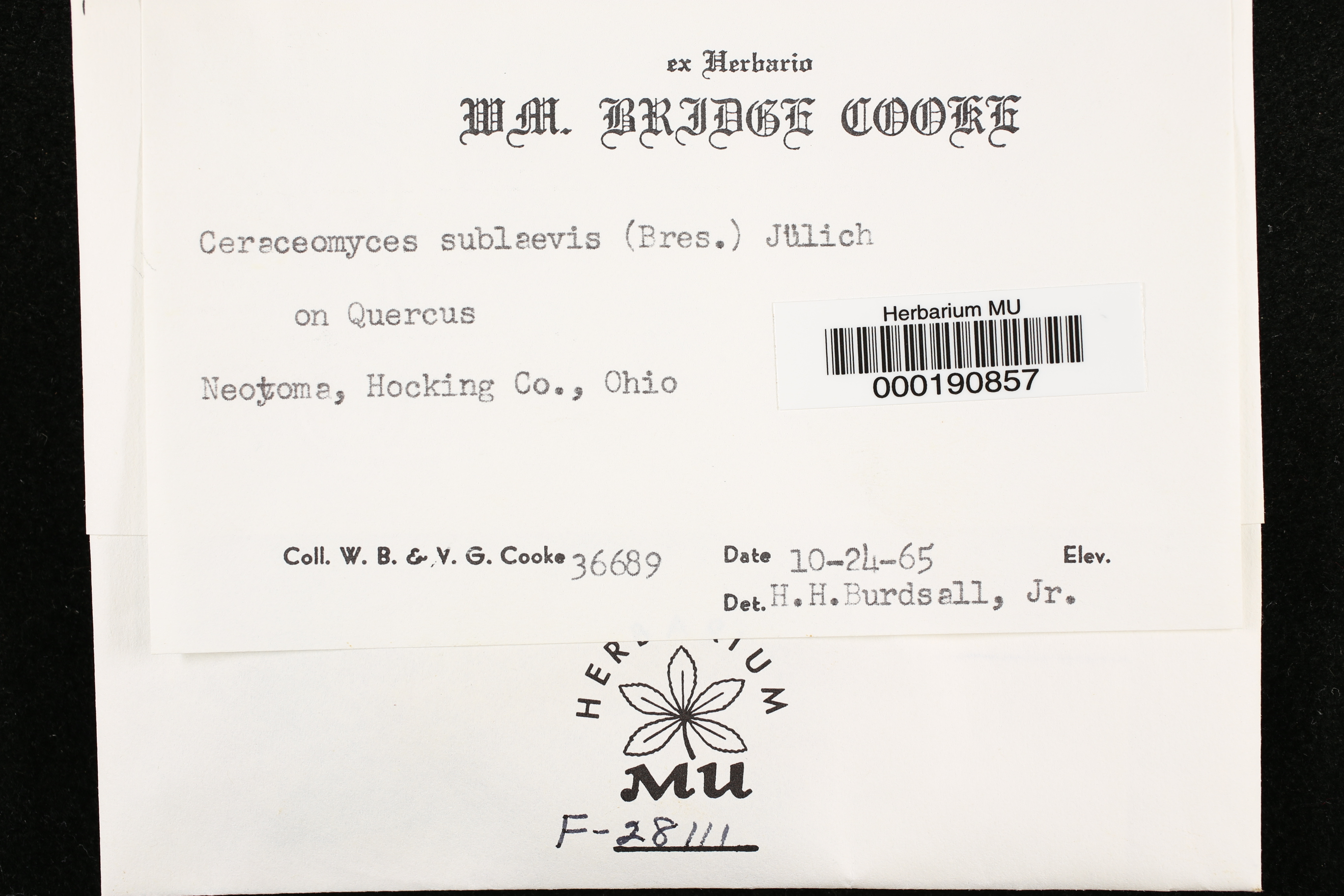 Ceraceomyces sublaevis