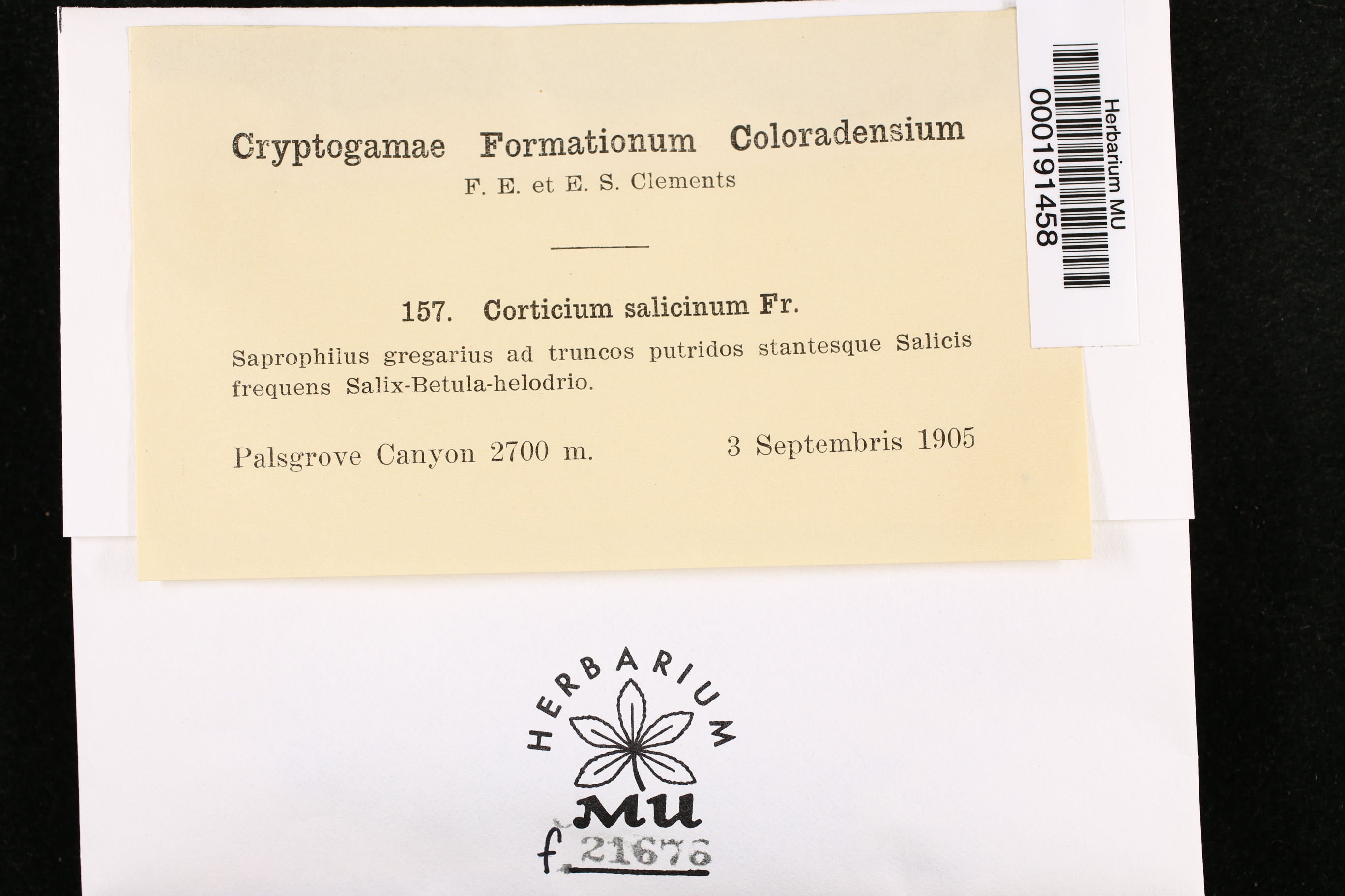 Cytidia salicina image