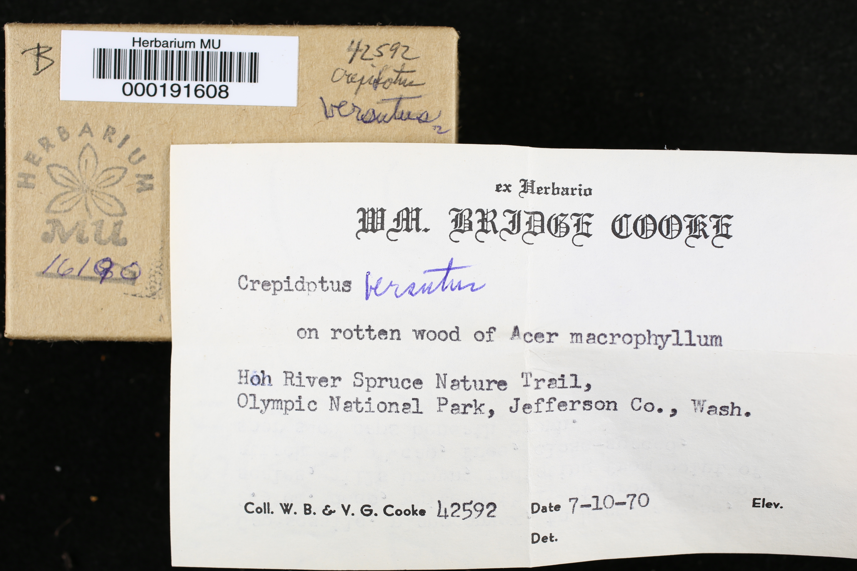 Crepidotus versutus