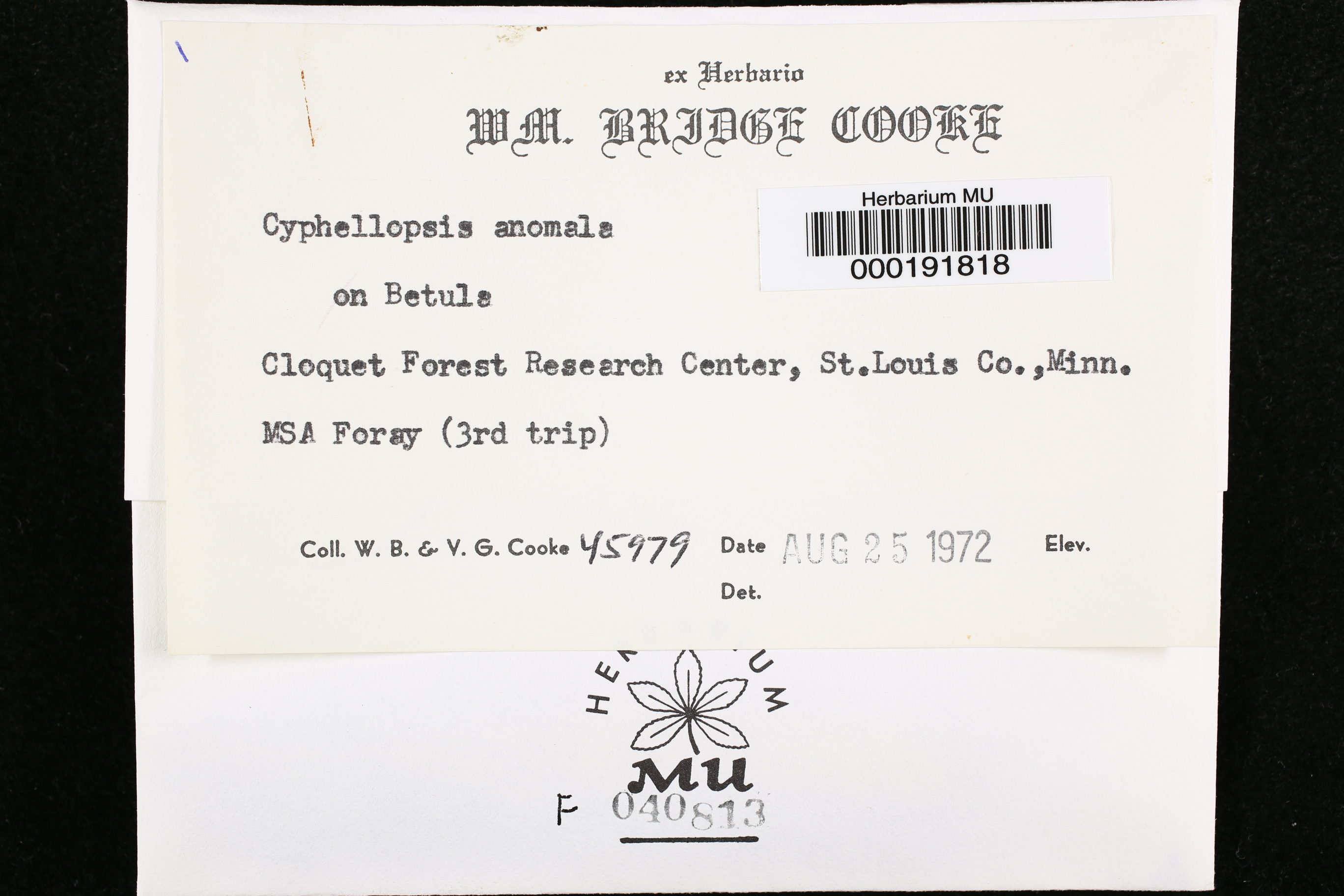 Cyphellopsis anomala