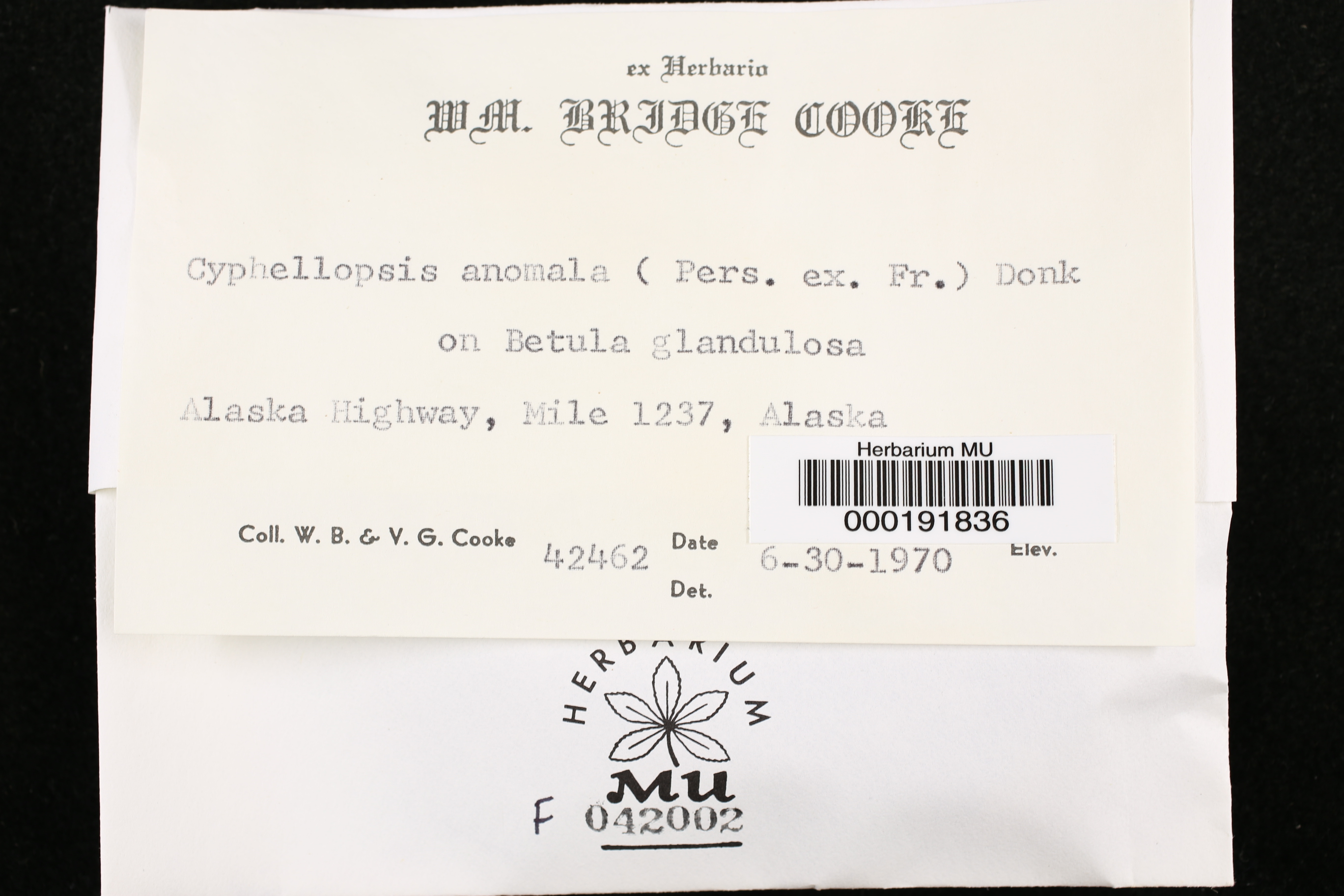 Cyphellopsis anomala image