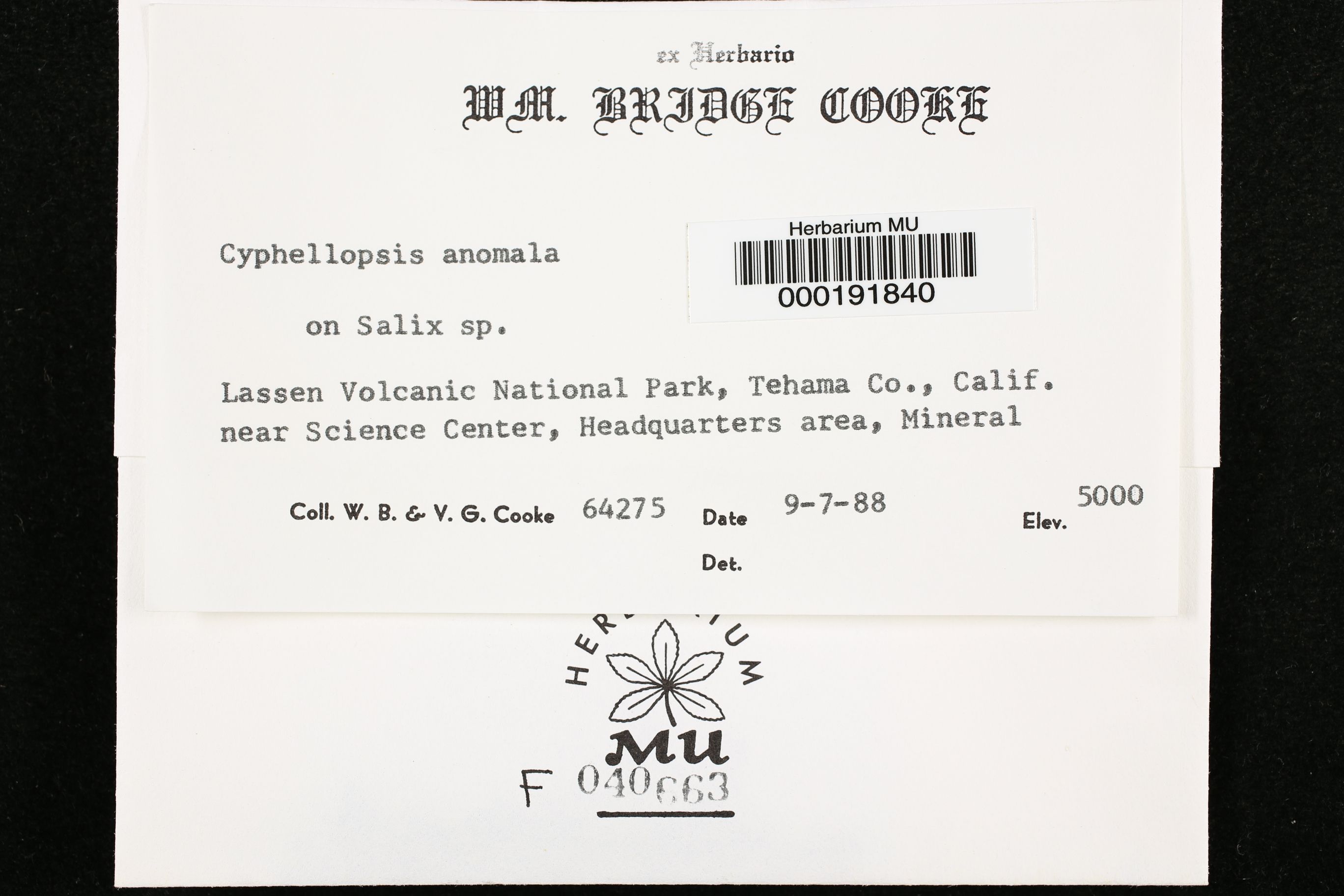 Cyphellopsis anomala image