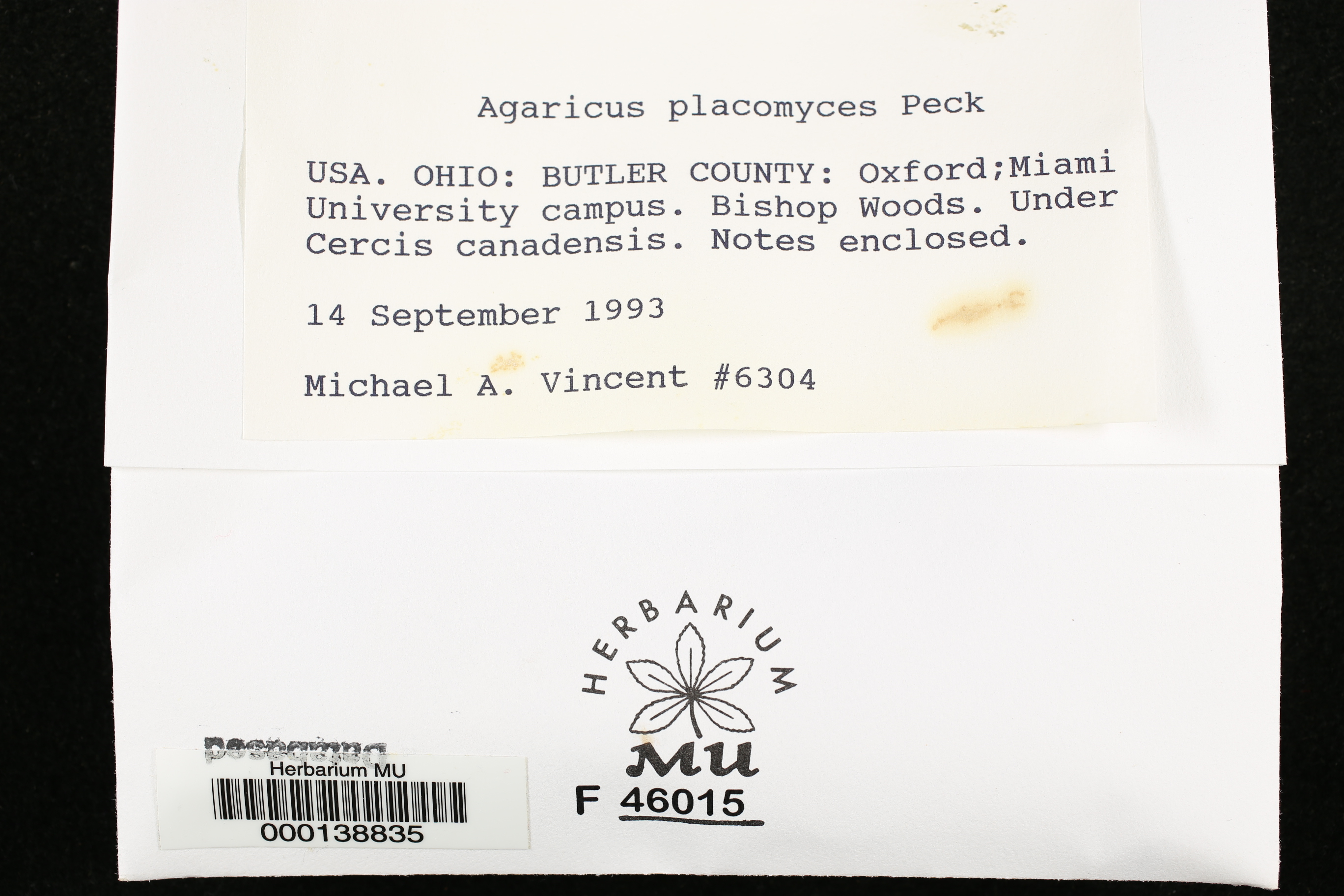 Agaricus placomyces