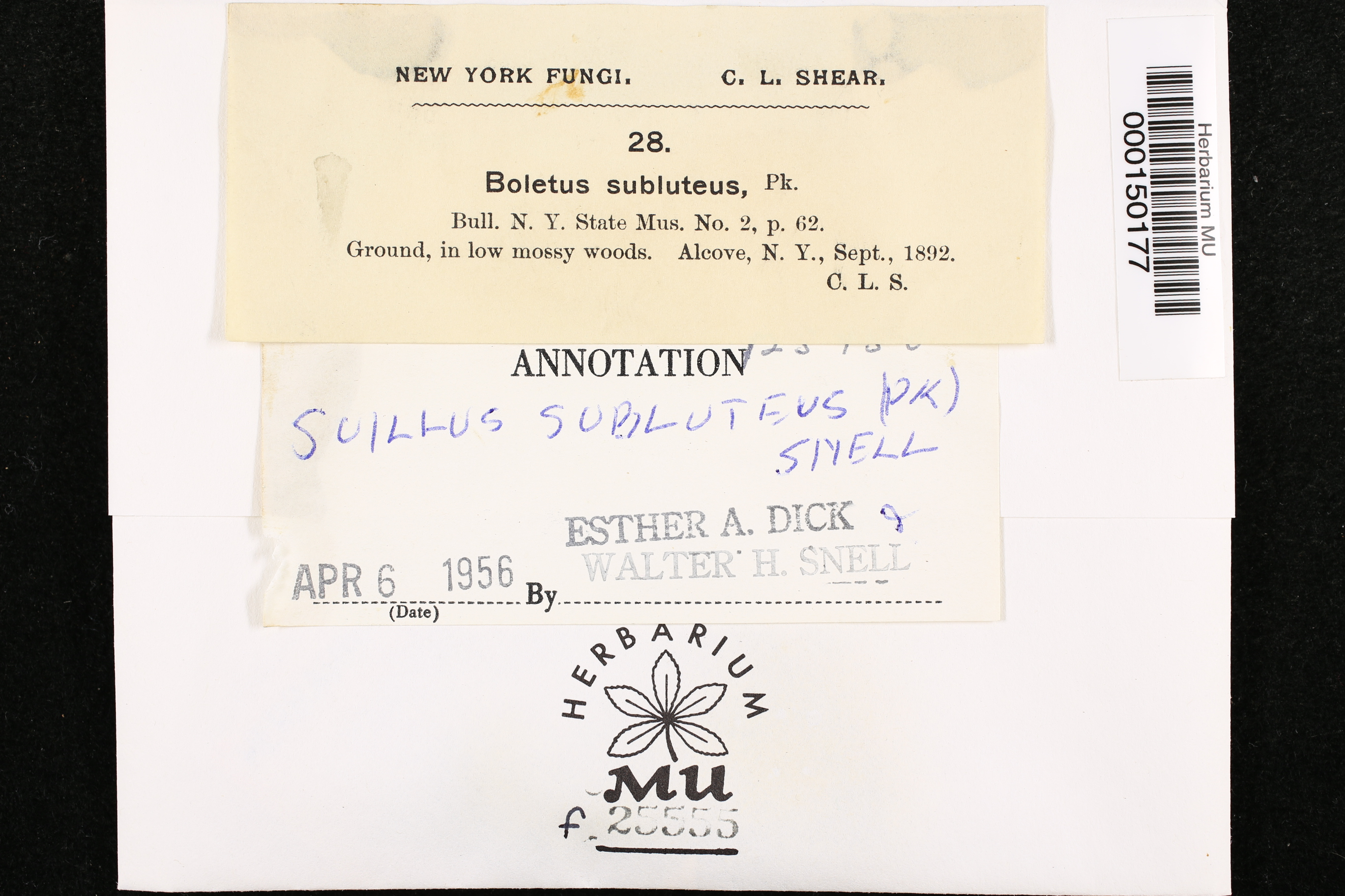 Suillus subluteus thumbnail